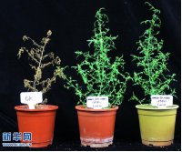 该技术具有占地少(占葡萄园面积的15