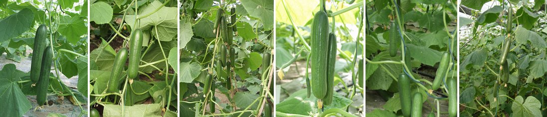 成为国产木霉生物农药主导产品